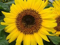 Подсолнечник летний (Choco Sun)