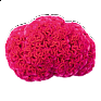 Целозия гребенчатая (Celosia cristata)
