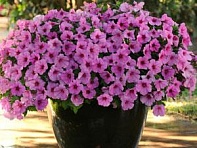 Петуния ампельная гибридная (Easy Wave F1)