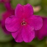 Бальзамин Уоллера ампельный (Impatiens walleriana) Бальзамин Уоллера ампельный (Impatiens walleriana)
