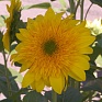 Подсолнечник летний (Helianthus annuus)