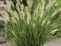 Перистощетинник мохнатый (Fluffy)