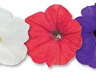 Петуния ампельная гибридная (Success! TR F1)