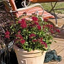 Пентас ланцетовидный (Pentas lanceolata)