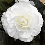 Бегония клубневая махровая (Begonia tuberhybrida)
