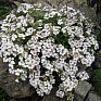 Гипсофила ясколковидная (Gypsophila cerastioides) Гипсофила ясколковидная (Gypsophila cerastioides)
