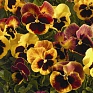Виола Виттрока (Viola wittrockiana)