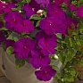 Бальзамин Уоллера (Impatiens walleriana)