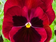 Виола Виттрока (Xtrada F1)