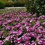 Гвоздика турецкая (Dianthus barbatus)