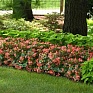 Бегония гибридная ампельная (зеленая листва) (Begonia hybrida) Бегония гибридная ампельная (зеленая листва) (Begonia hybrida)