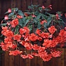 Бегония клубневая махровая ампельная (Begonia tuberhybrida) Бегония клубневая махровая ампельная (Begonia tuberhybrida)