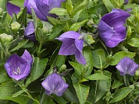 Платикодон крупноцветковый (Twinkle)