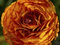 Лютик азиатский (Magic F1)