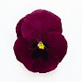 Виола виттрока (Viola wittrockiana) Виола виттрока (Viola wittrockiana)
