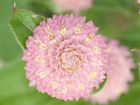 Гомфрена шаровидная (Las Vegas)