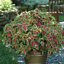 Колеус гибридный (Coleus х hybrida) Колеус гибридный (Coleus х hybrida)