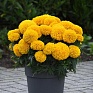 Бархатцы прямостоячие (Tagetes erecta) Бархатцы прямостоячие (Tagetes erecta)