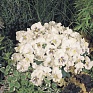 Виола виттрока (Viola wittrockiana)
