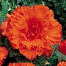 Бегония клубневая махровая (Begonia tuberhybrida) Бегония клубневая махровая (Begonia tuberhybrida)