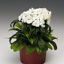 Гвоздика турецкая (Dianthus barbatus)
