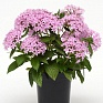 Пентас ланцетовидный (Pentas lanceolata)
