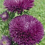 Астра китайская (Callistephus chinensis)