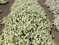 Петуния ампельная гибридная (Pendolino F1)