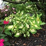 Колеус гибридный (Coleus х hybrida) Колеус гибридный (Coleus х hybrida)