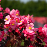 Бегония гибридная (бронзовая листва) (Begonia benariensis)