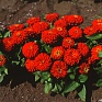 Цинния изящная (Zinnia elegans)
