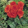 Бегония клубневая махровая (Begonia tuberhybrida)
