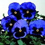 Виола Виттрока (Viola wittrockiana)