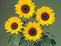 Подсолнечник летний (Full Sun Improved F1)