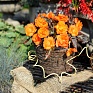 Бегония клубневая махровая (Begonia tuberhybrida)