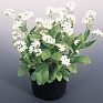 Незабудка лесная (Myosotis sylvatica)