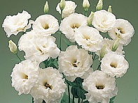 Лизиантус (Эустома) крупноцветковый (Super Magic F1)