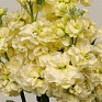 Левкой седой (Matthiola incana)
