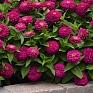 Цинния изящная (Zinnia elegans) Цинния изящная (Zinnia elegans)