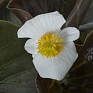 Бегония гибридная (бронзовая листва) (Begonia hybrida)