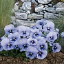 Виола виттрока (Viola wittrockiana)