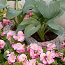 Бегония вечноцветущая (зеленая листва) (Begonia semperflorens)