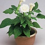 Дурман индийский (Datura metel)