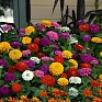 Цинния изящная (Zinnia elegans) Цинния изящная (Zinnia elegans)