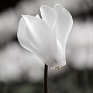 Цикламен персидский (Cyclamen persicum)