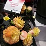 Бегония клубневая махровая (Begonia tuberhybrida)