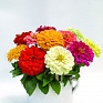 Цинния изящная (Zinnia elegans)