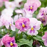 Виола виттрока (Viola wittrockiana) Виола виттрока (Viola wittrockiana)
