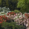 Бегония гибридная (зеленая листва) (Begonia hybrida) Бегония гибридная (зеленая листва) (Begonia hybrida)