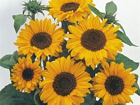 Подсолнечник летний (Soraya)